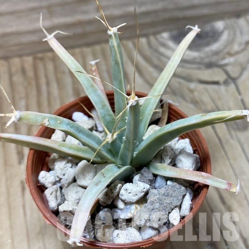 SH25824 Leuchtenbergia principis