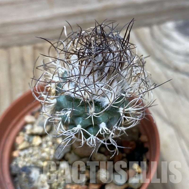SH25825 Turbinicarpus pseudomacrochele, 6 years old
