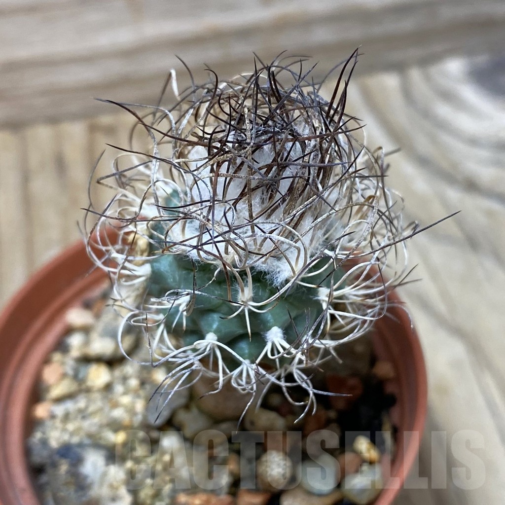 SH25825 Turbinicarpus pseudomacrochele, 6 years old