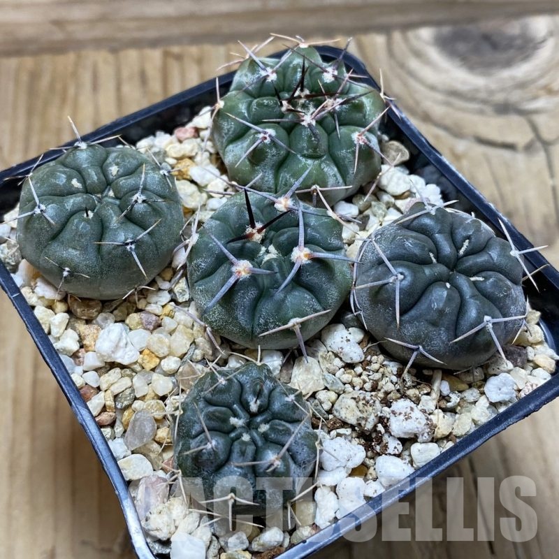 SH25802 Gymnocalycium chubutense RUS 364