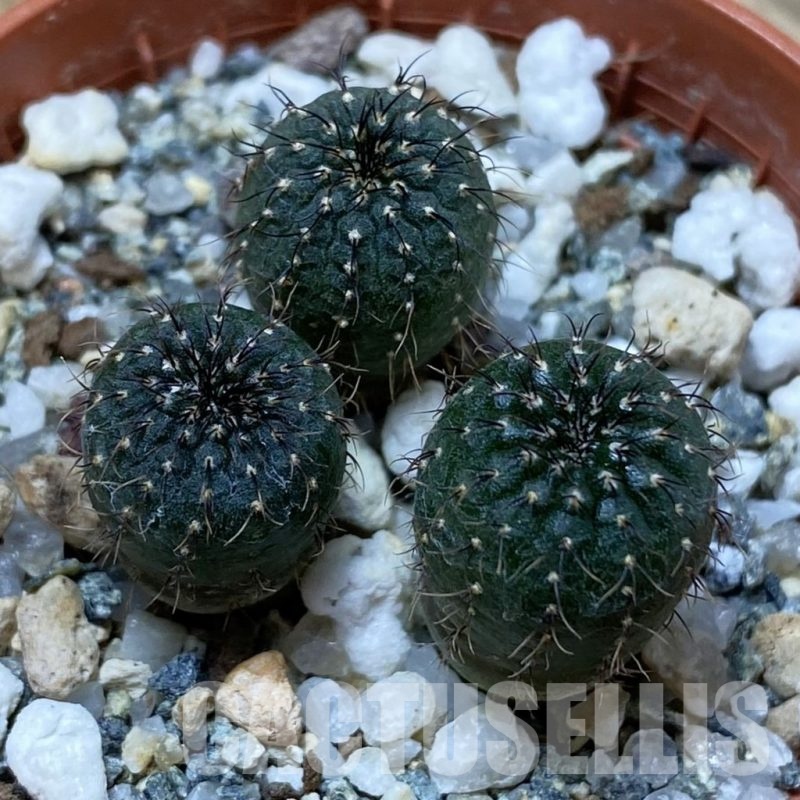 SH25826 Frailea castanea, 3 plants