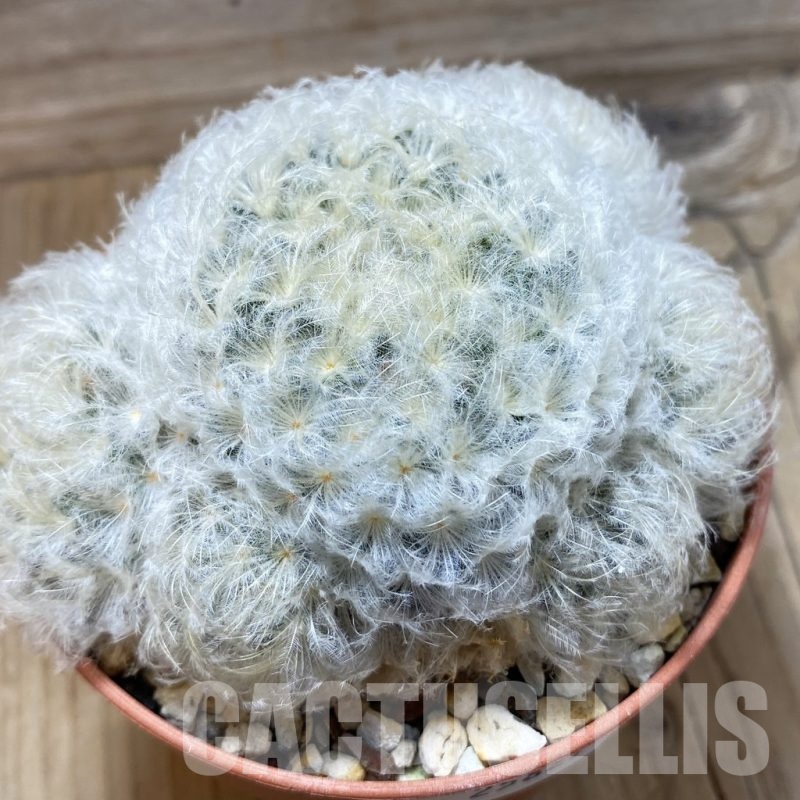 SH25827 Mammillaria plumosa