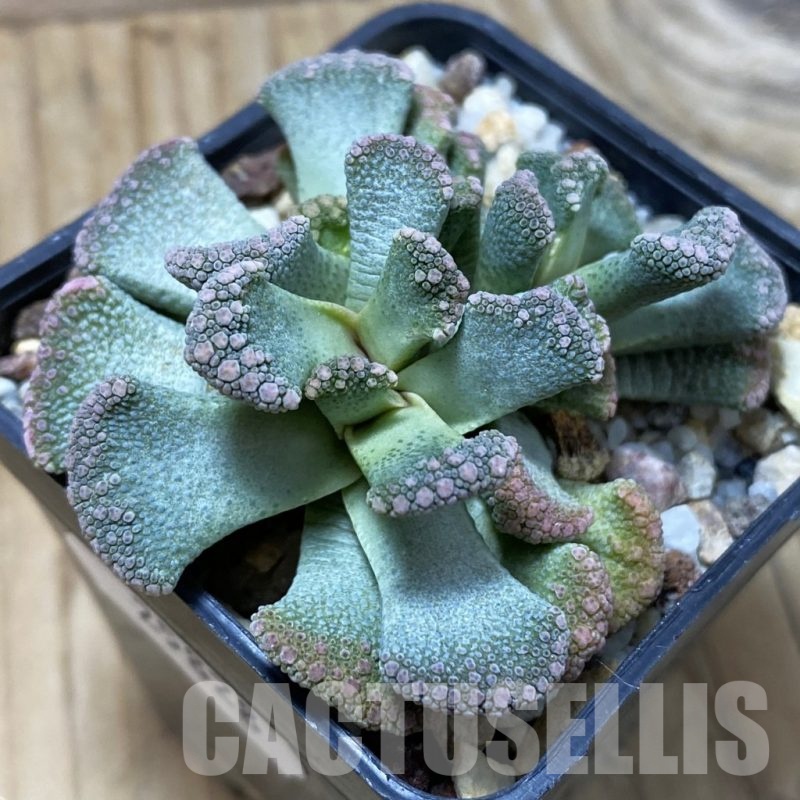 SH25828 Titanopsis calcarea