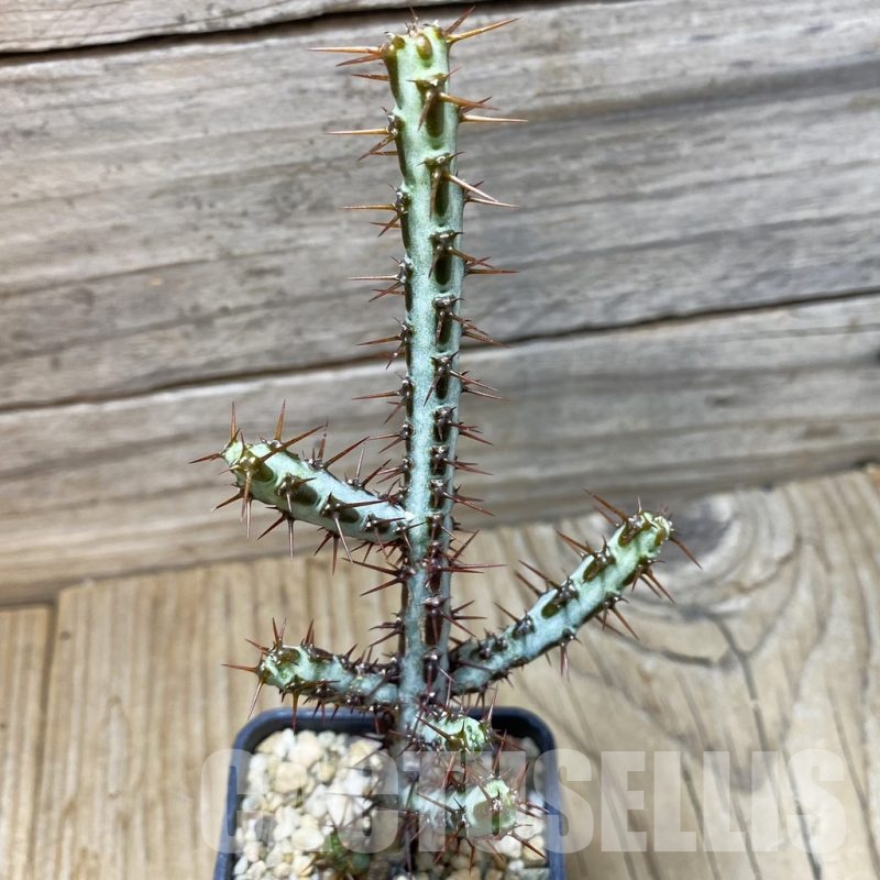 SH25830 Euphorbia aeruginosa