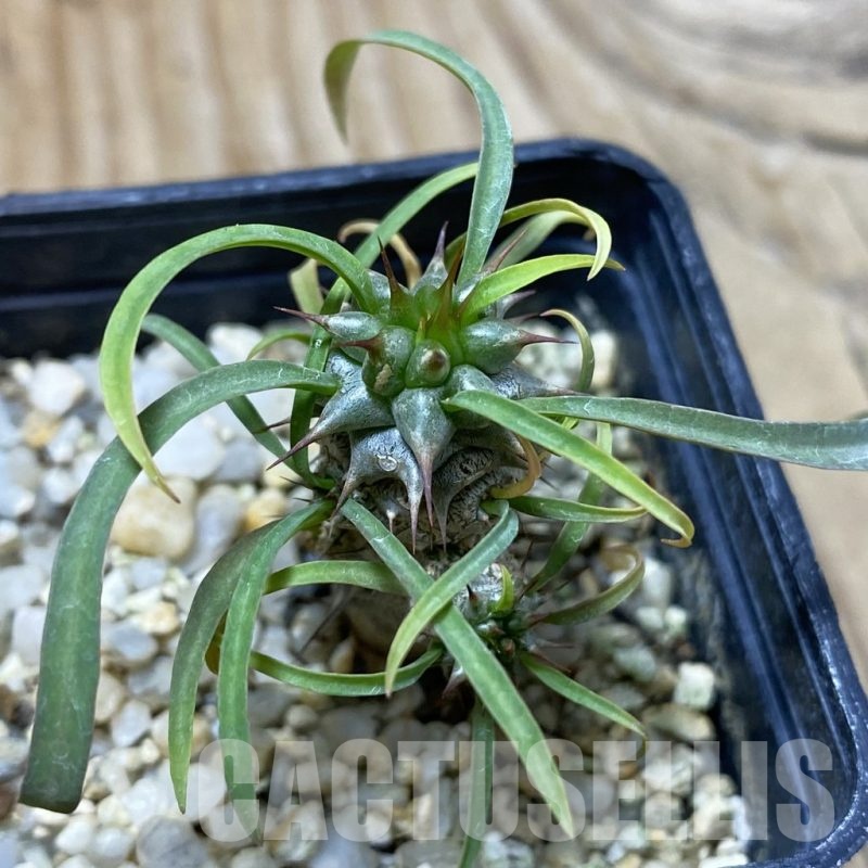 SH25831 Euphorbia gottlebei