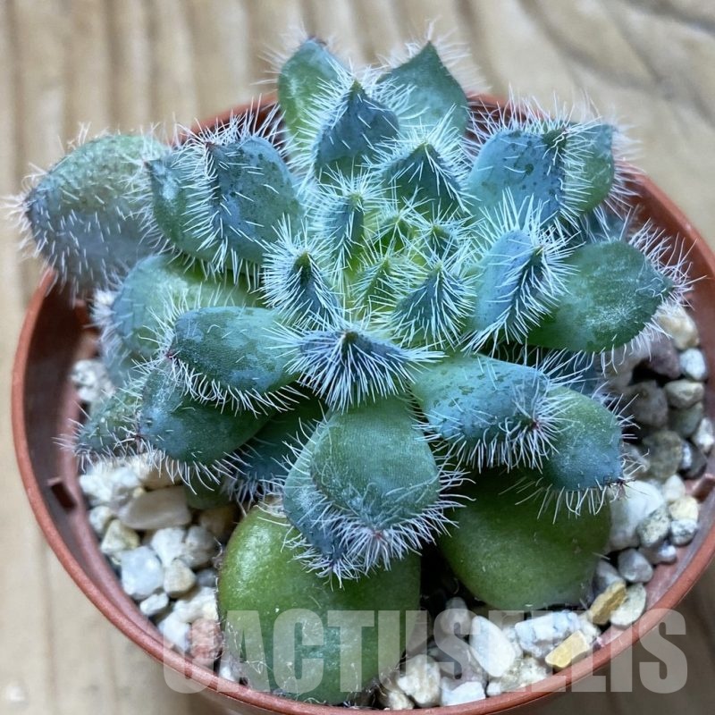SH25832 Echeveria setosa v. deminuta
