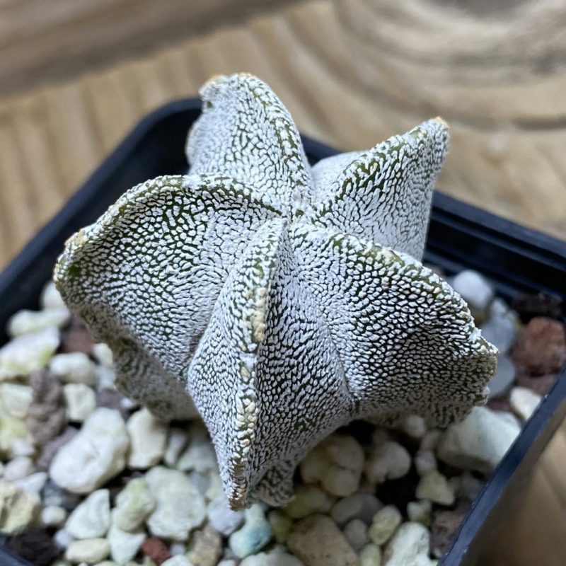 SH25948 Astrophytum myriostigma 'Onzuka'