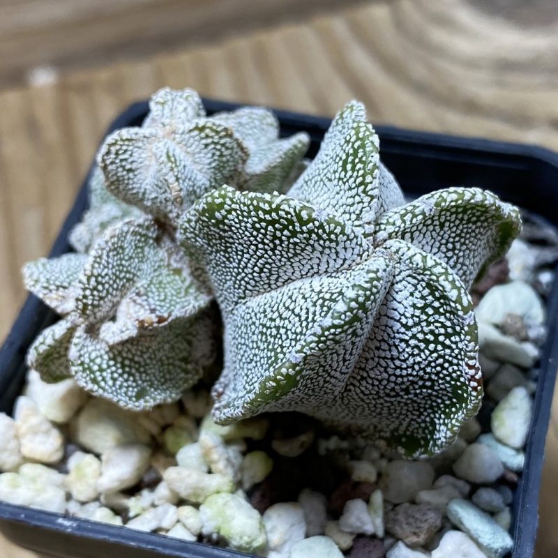 SH25949 Astrophytum myriostigma 'Onzuka'