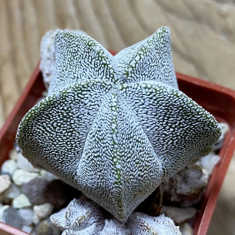 SH25951 Astrophytum myriostigma ‘Onzuka’