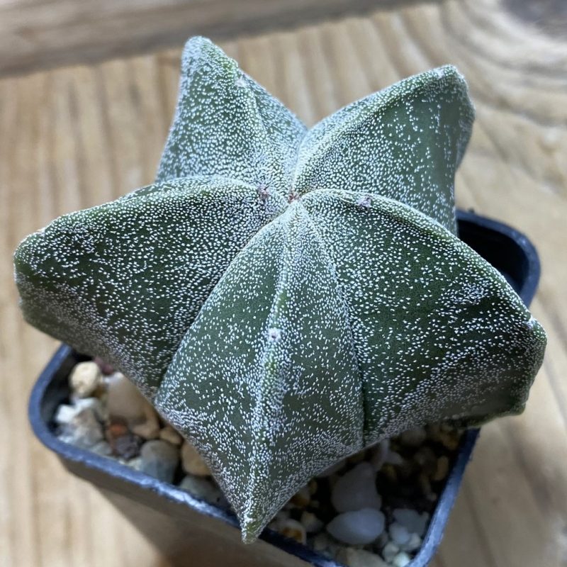 SH25922 Astrophytum myriostigma hybrid