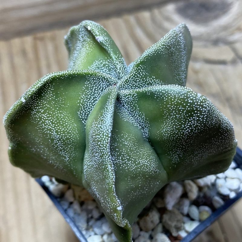SH25923 Astrophytum myriostigma hybrid