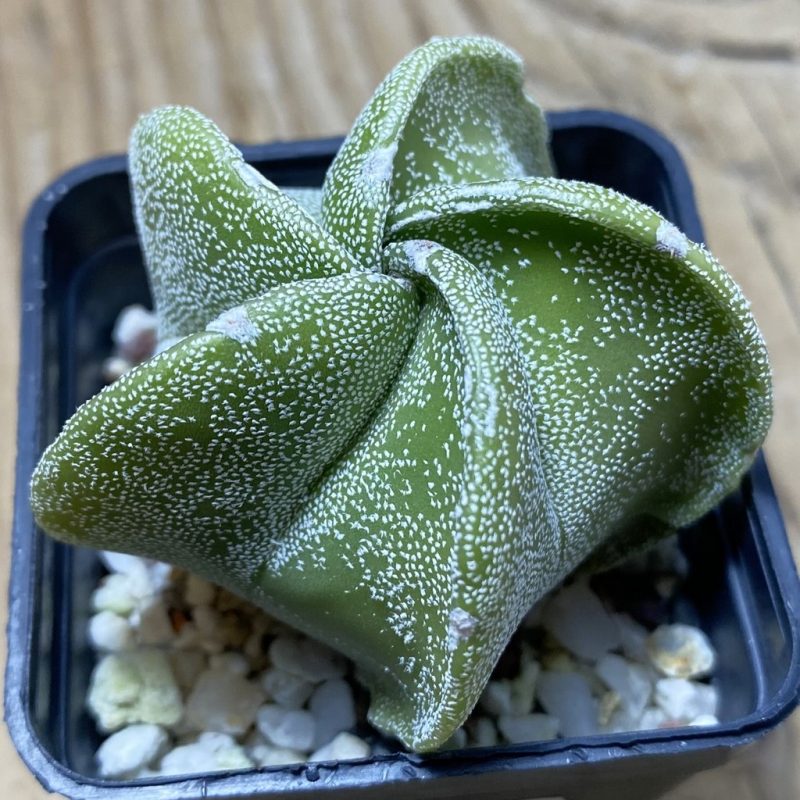 SH25924 Astrophytum myriostigma hybrid