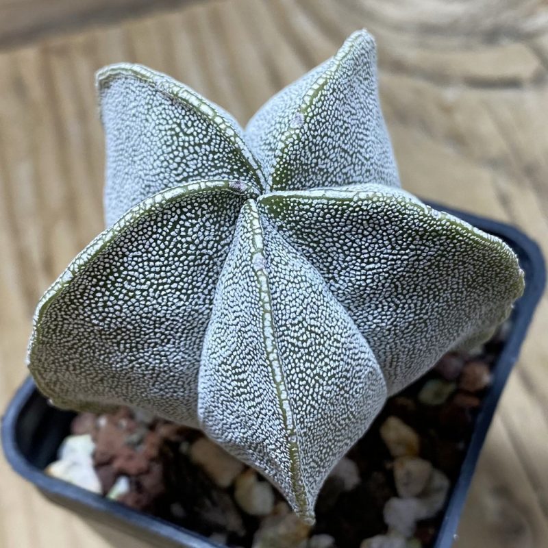 SH25925 Astrophytum myriostigma ‘Onzuka’