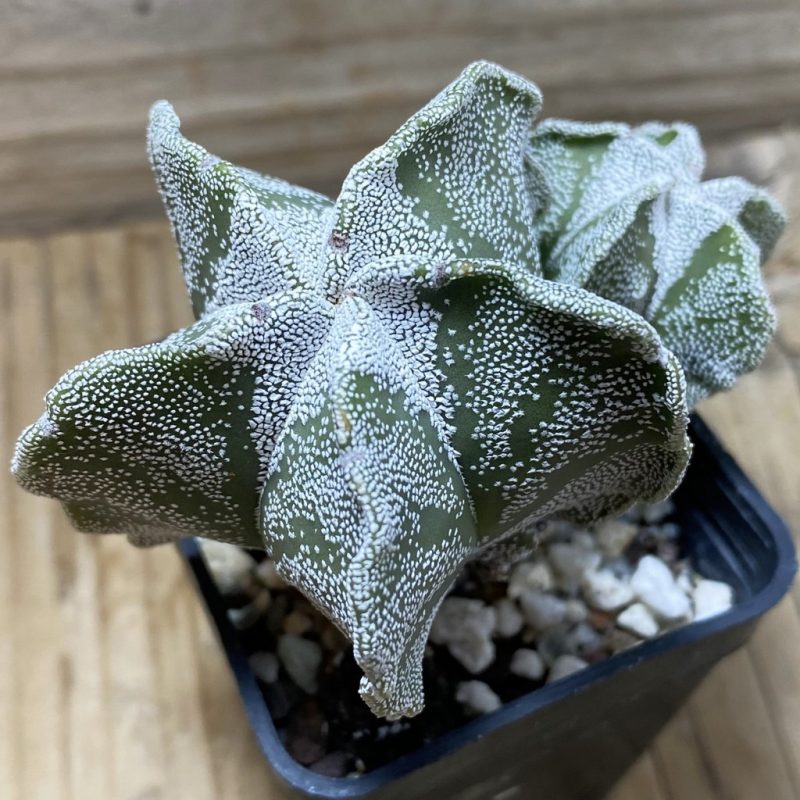 SH25926 Astrophytum myriostigma ‘Kikko’ hybrid