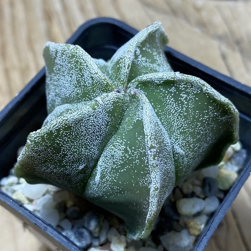 SH25927 Astrophytum myriostigma hybrid