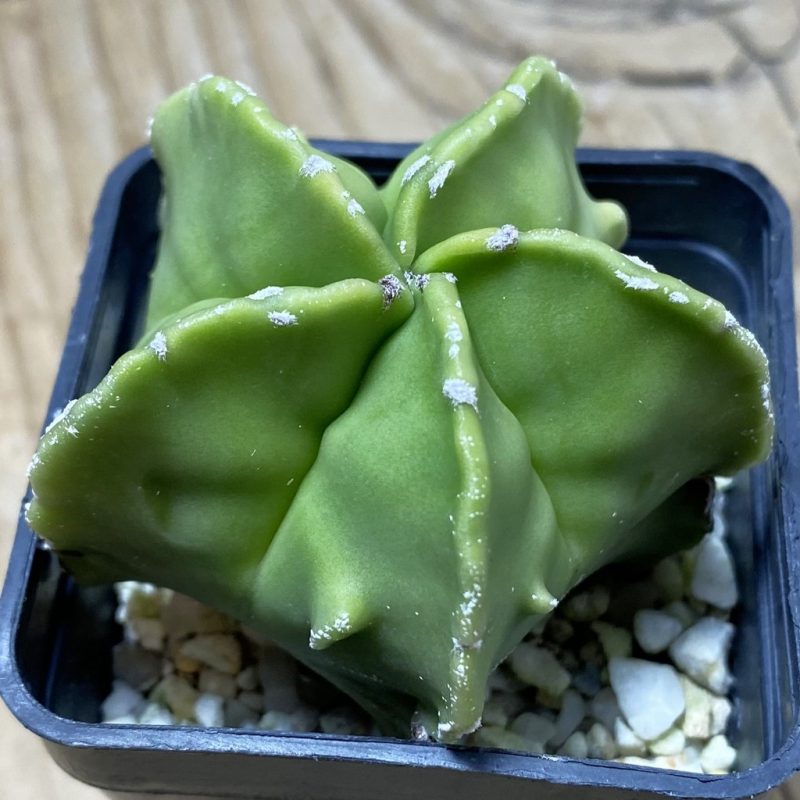 SH25929 Astrophytum myriostigma ‘Fukuryu’ f. nudum hybrid