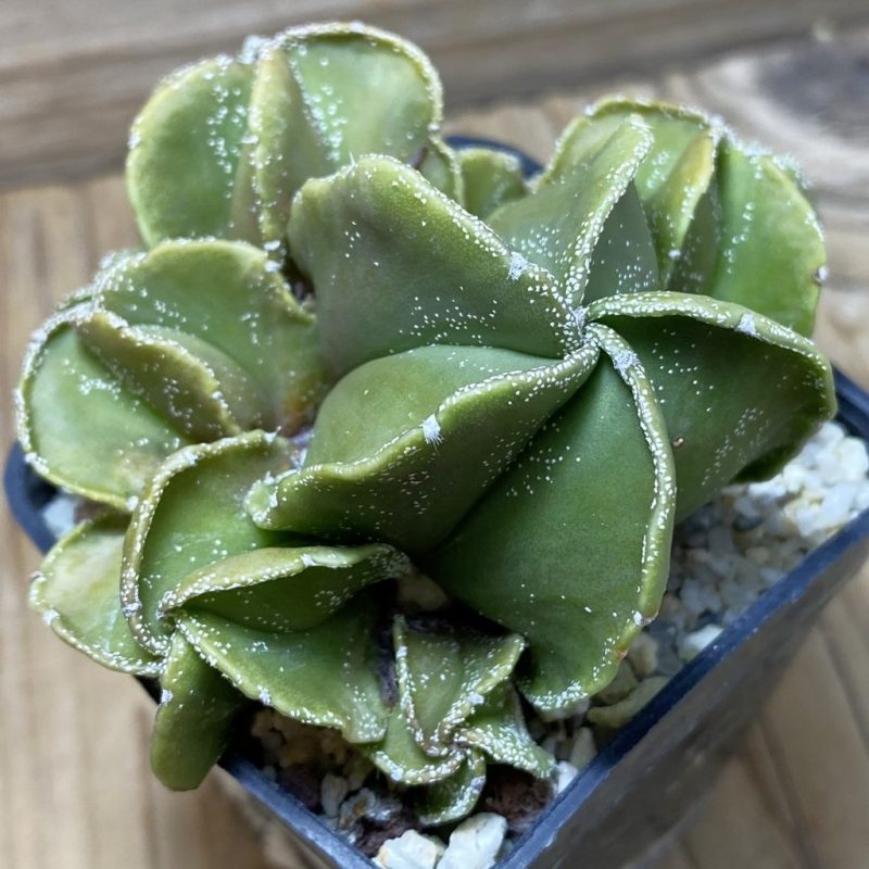 SH25930 Astrophytum myriostigma v. caespitosa f. nudum