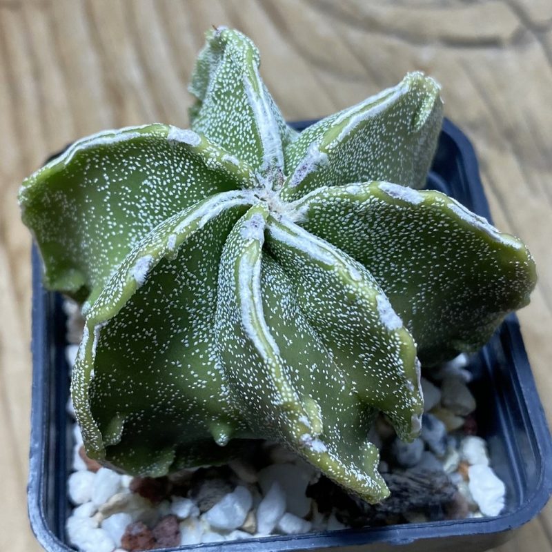SH25931 Astrophytum myriostigma ‘Fukuryu’ hybrid, 7-ribs