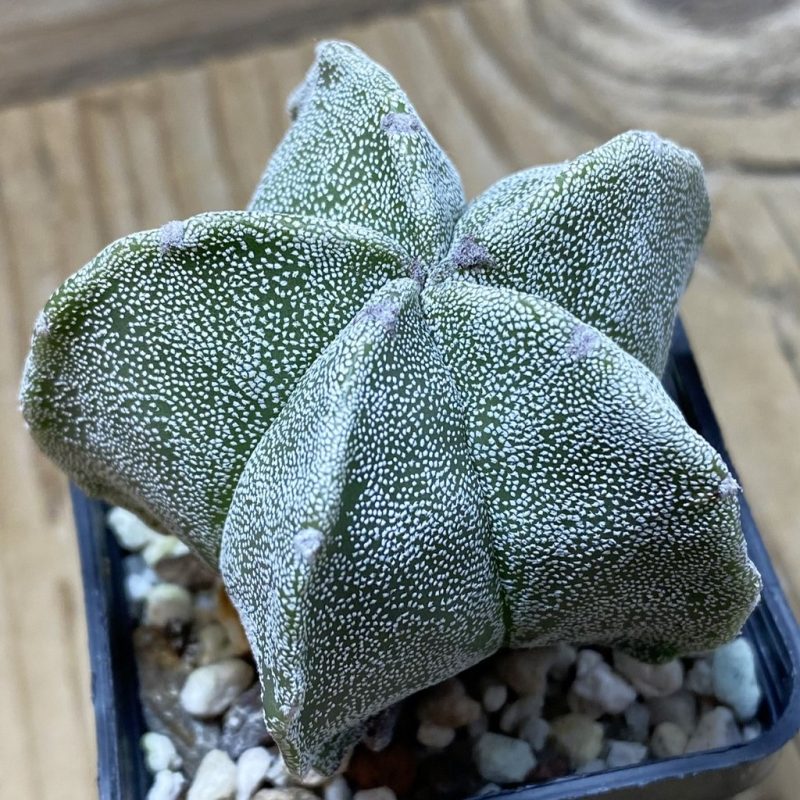 SH25932 Astrophytum myriostigma hybrid