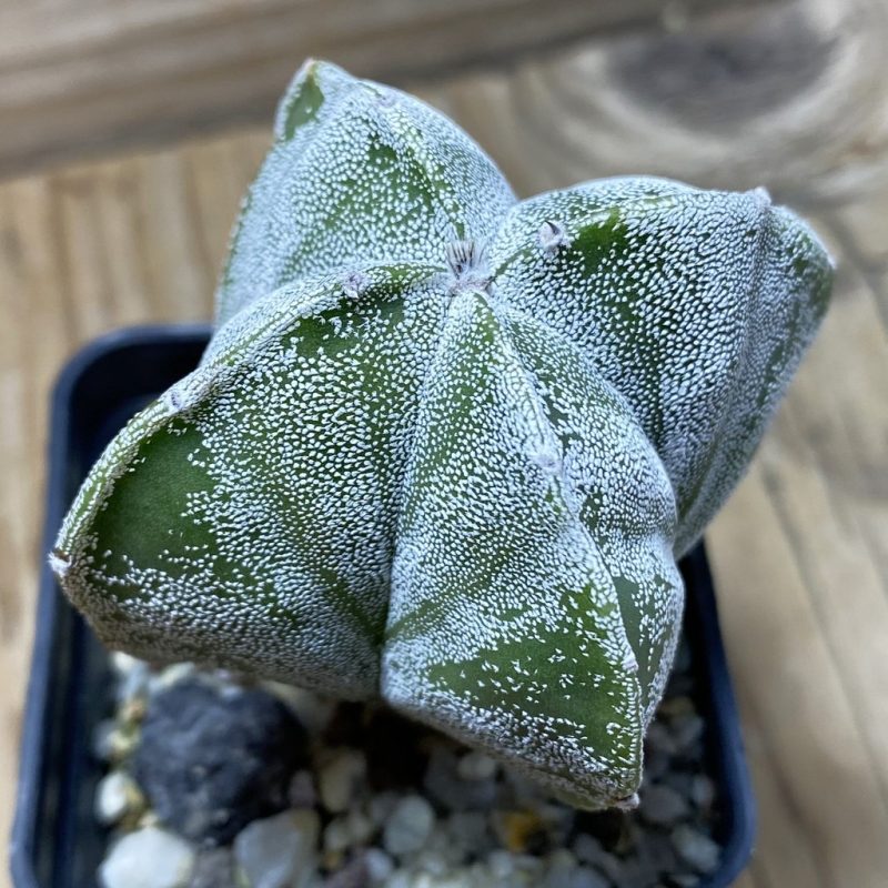 SH25934 Astrophytum myriostigma v. quadricostatum