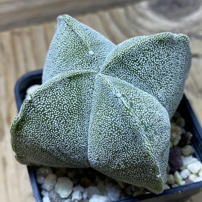 SH25935 Astrophytum myriostigma v. quadricostatum