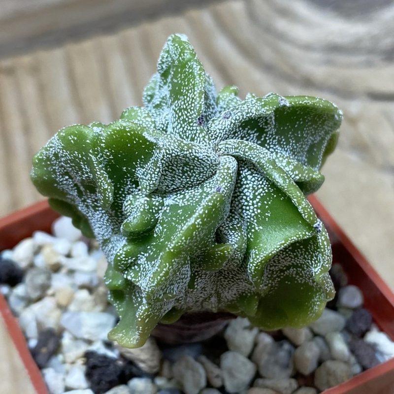 SH25936 Astrophytum myriostigma ‘Fukuryu’
