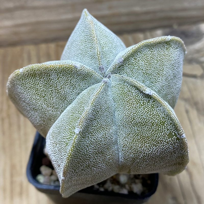 SH25937 Astrophytum myriostigma hybrid