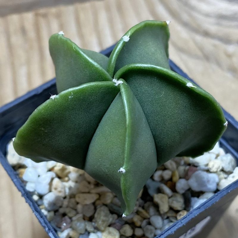 SH25938 Astrophytum myriostigma f. nudum