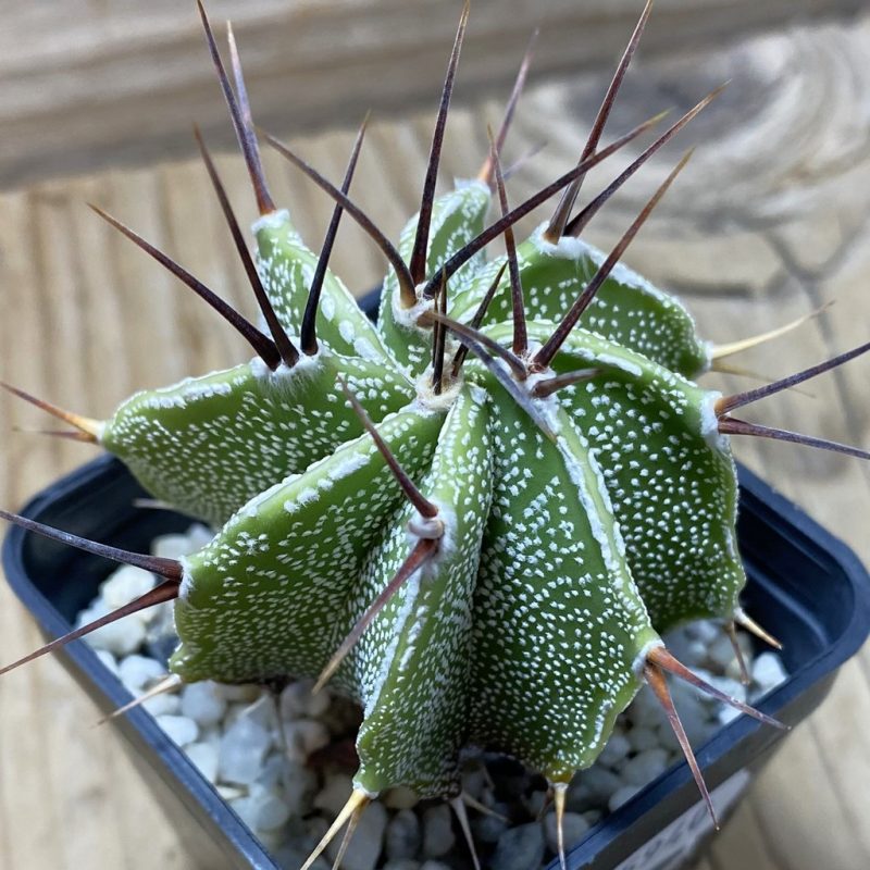 SH25940 Astrophytum ornatum hybrid