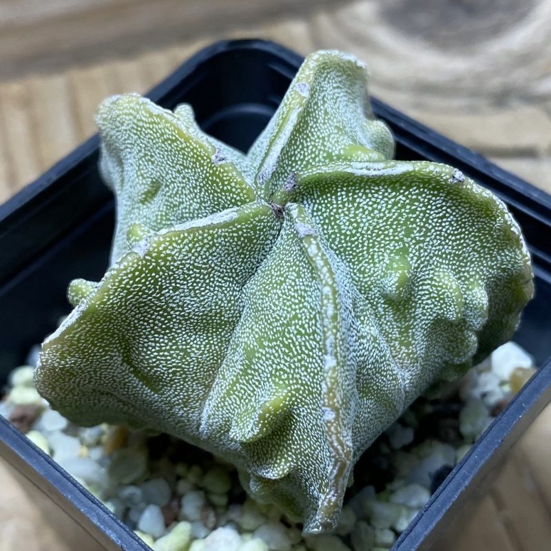SH25942 Astrophytum myriostigma ‘Fukuryu’