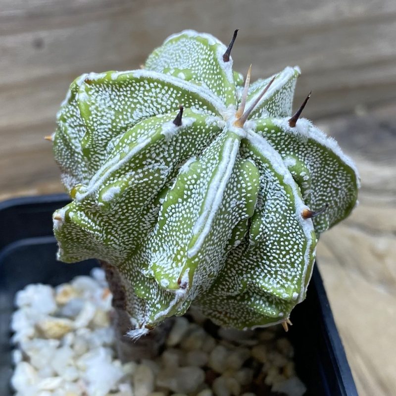 SH25943 Astrophytum ornatum 'Fukuryu'