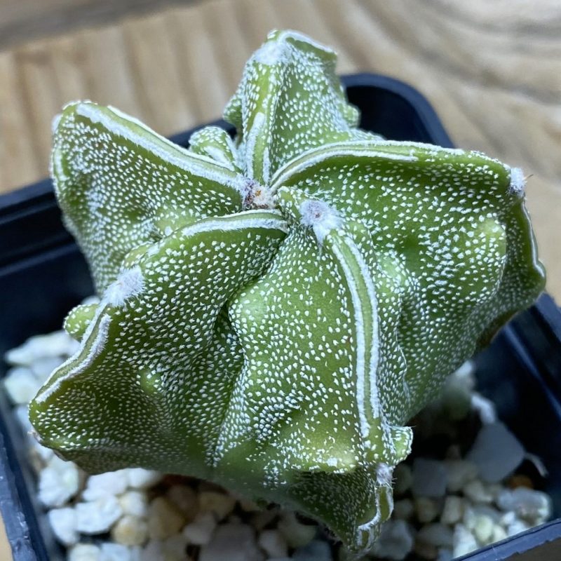 SH25944 Astrophytum myriostigma ‘Fukuryu’