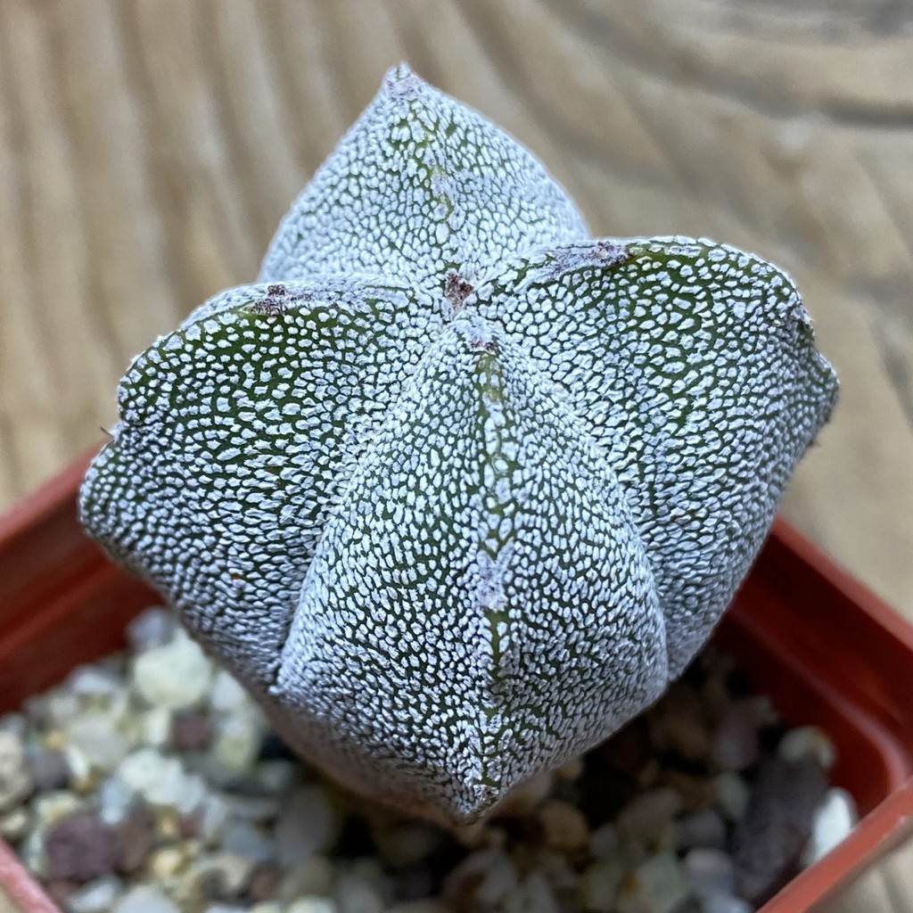 SH25945 Astrophytum myriostigma ‘Onzuka’ v. quadricostatum