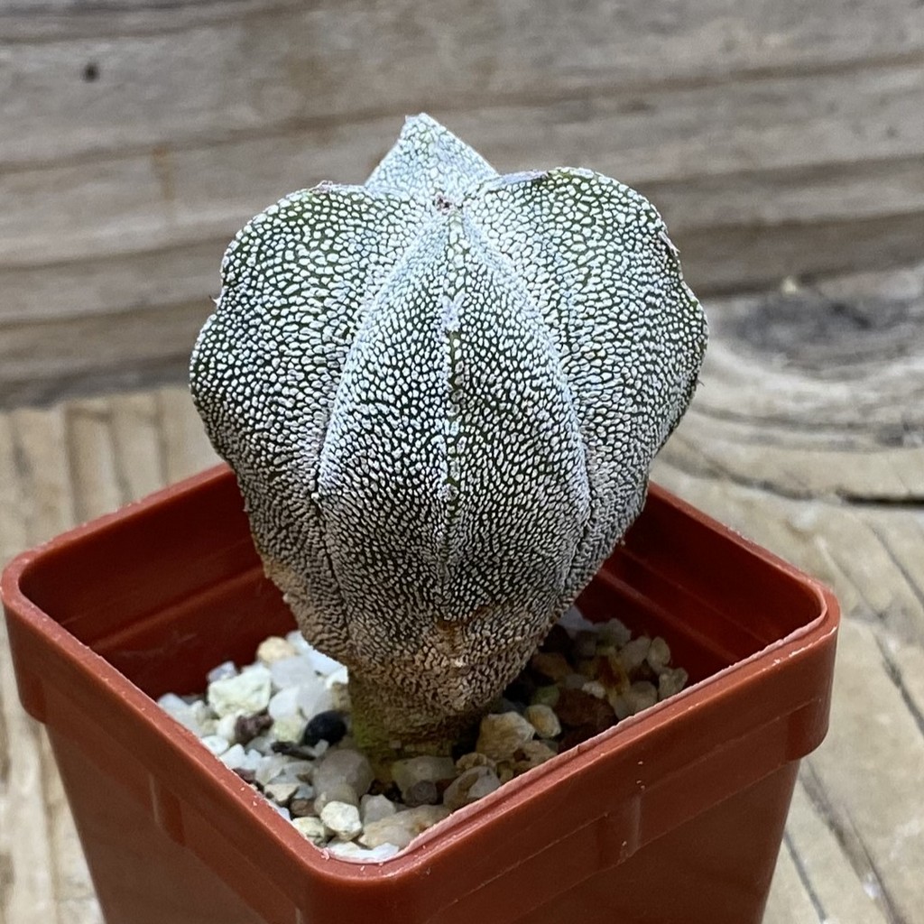 SH25945 Astrophytum myriostigma ‘Onzuka’ v. quadricostatum - 画像 (2)