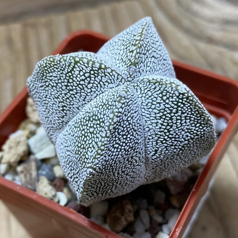 SH25946 Astrophytum myriostigma ‘Onzuka’ v. quadricostatum