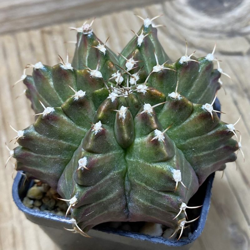 SH3884 Gymnocalycium mihanovichii 'Neon' hybrid, seedling