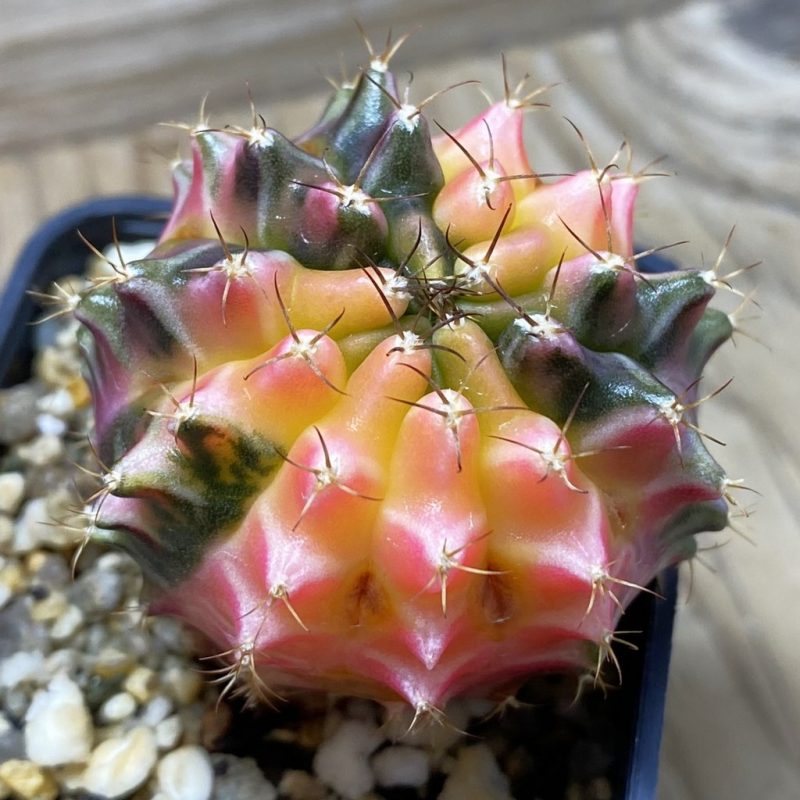 SH3915 Gymnocalycium mihanovichii ‘Transformer’ hybrid f. variegata, seedling