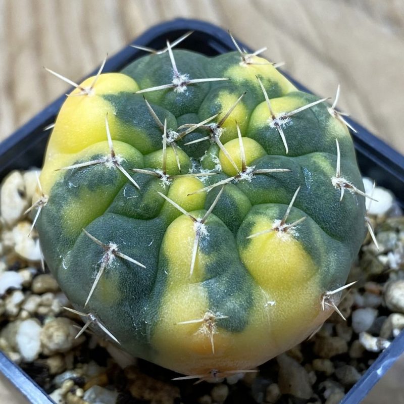 SH4133 Gymnocalycium stellatum f. variegata, seedling