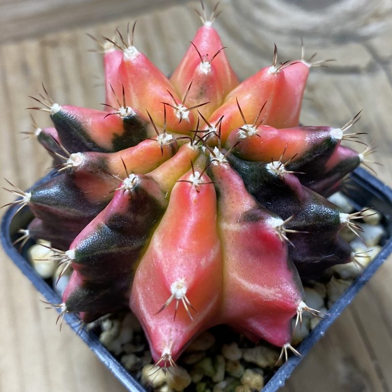 SH4663 Gymnocalycium mihanovichii 'inermis' f. variegata