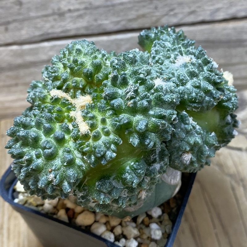 SH3936 Ariocarpus fissuratus 'Godzilla' hybrid, grafted