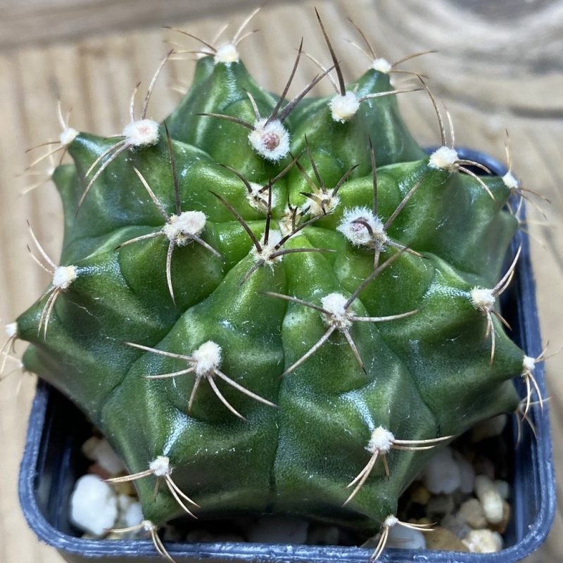 SH4743 Gymnocalycium mihanovichii ‘Neon’ hybrid