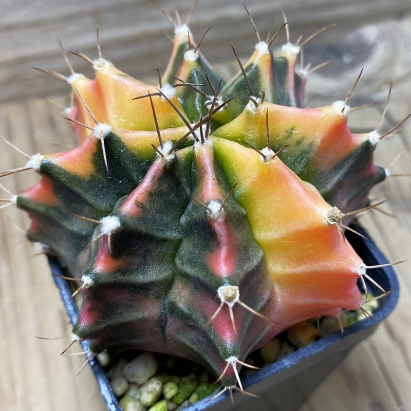SH4768 Gymnocalycium mihanovichii f. variegata, seedling