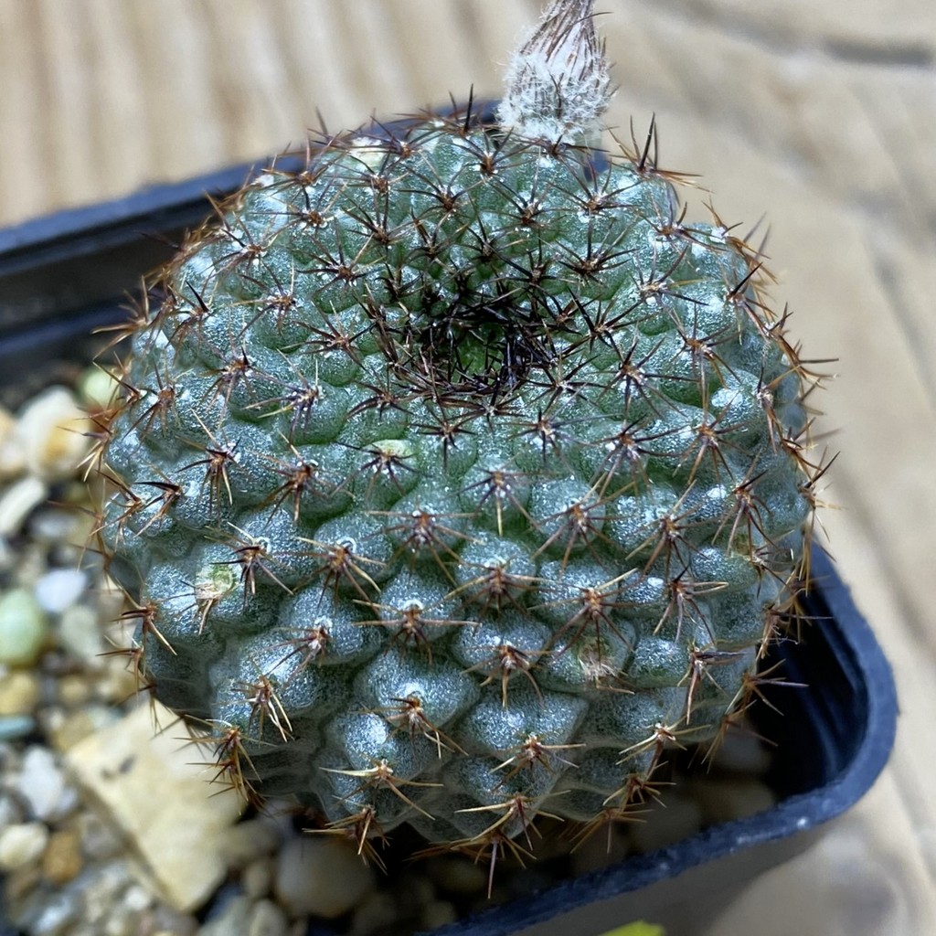 SH4872 Frailea chiquitana