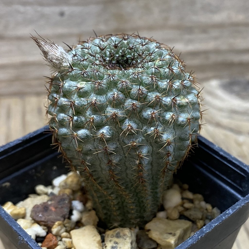 SH4872 Frailea chiquitana - Image 2