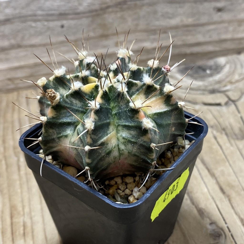 SH4903 Gymnocalycium mihanovichii f. variegata, seedling - Image 2