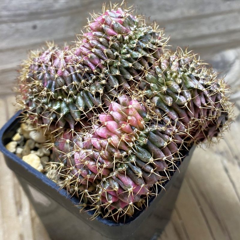 SH3222 Gymnocalycium mihanovichii variegata f. cristata