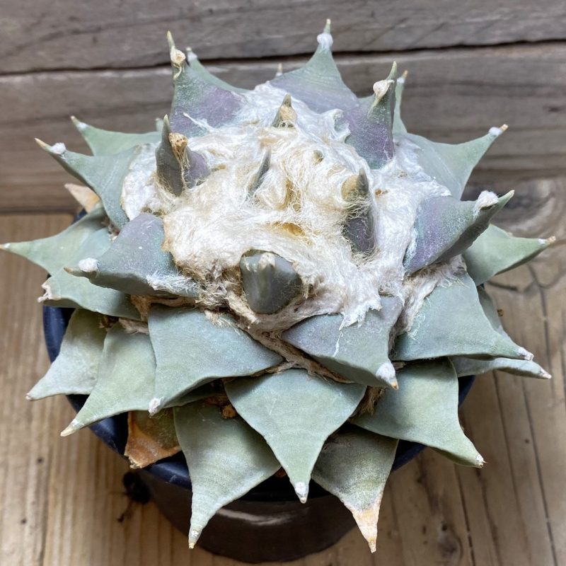 SH751 Ariocarpus retusus