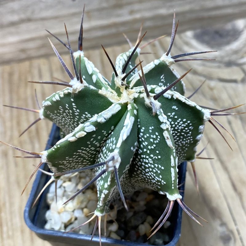 SH446 Astrophytum ornatum hybrid