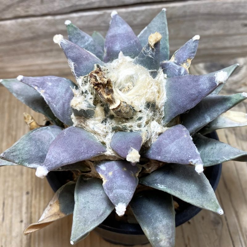 SH783 Ariocarpus retusus, own roots