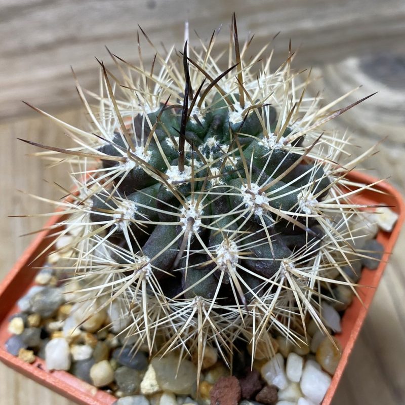 SH090 Eriosyce subgibbosa v. nigrihorrida